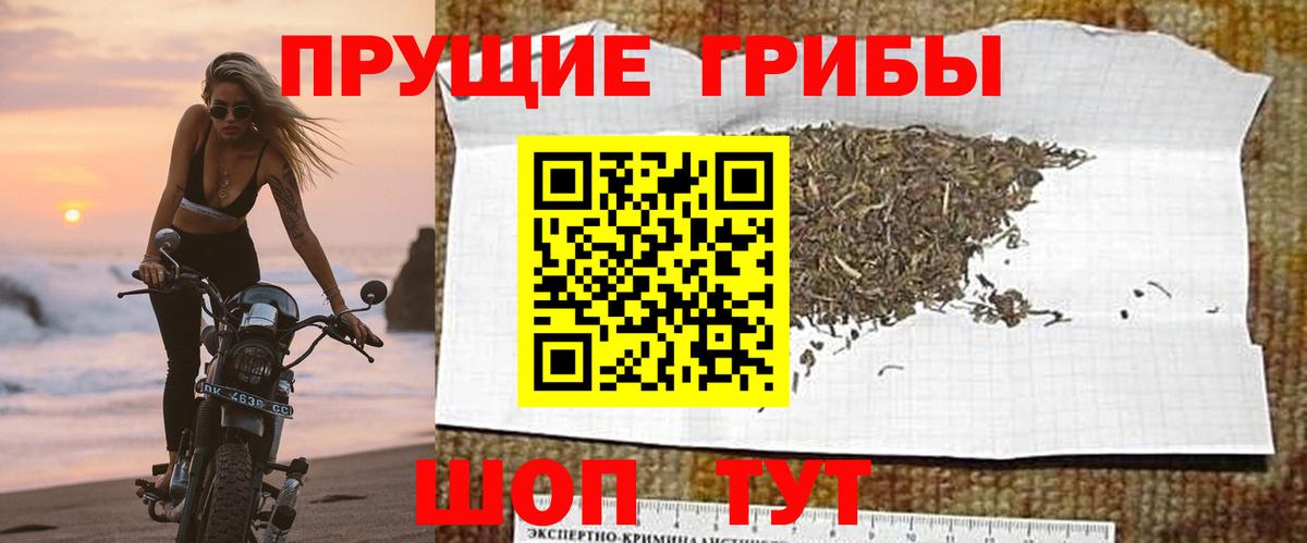 как найти   Галлюциногенные грибы Cubensis  Вход с VPN  Ишим 